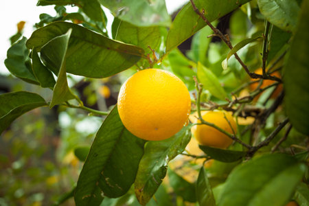 Plantsの写真素材