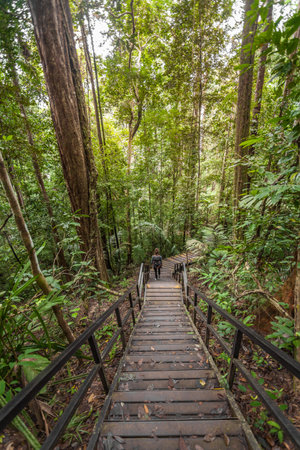 canopy walkway in jungle of malaysia, taman negara national park