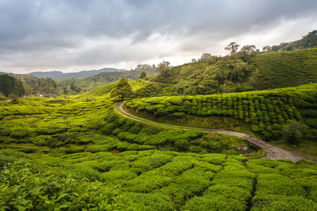 hiking in the tea plantation. sightseeing in lovely landscapes with green leafs