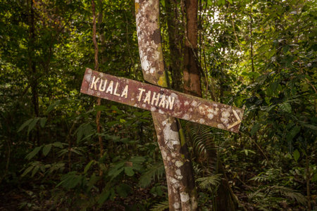 signpost in malaysia jungle, taman negara national park