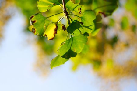 leavesの写真素材