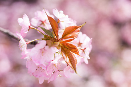 japan cherry blossoms