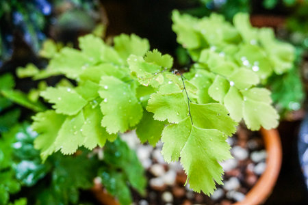 Fern Black Rodの写真素材