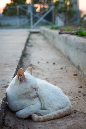 sleepy catの写真素材