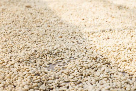 Coffee beans dried in the sun, Coffee beans raked out for drying prior to roastingの写真素材
