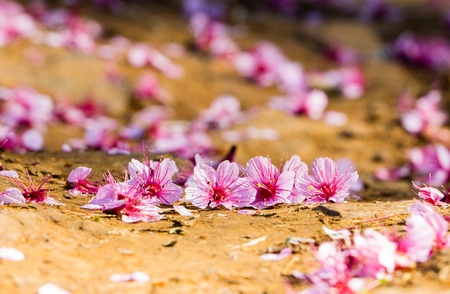 Prunusの写真素材