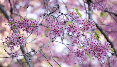 Sakura Flower or Cherry Blossomの写真素材