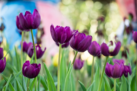 tulipの写真素材