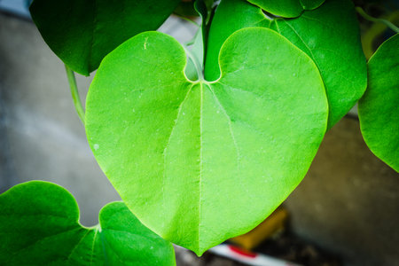 leaf heart