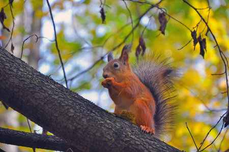 the squirrel sits on a branch and eats nut in the autumn wood