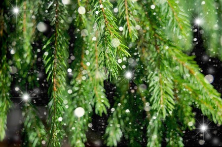 Christmas background. Branches of Christmas tree close up and the falling snowの写真素材