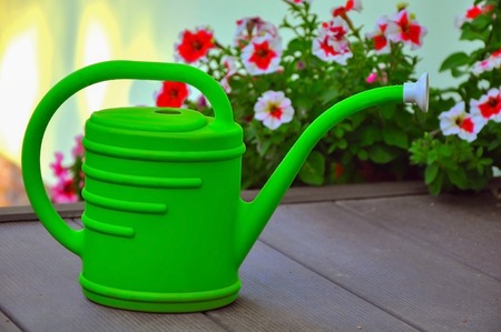 green watering can against the background of the blossoming petuniasの写真素材
