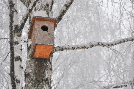 nesting box on the birch covered with hoarfrost