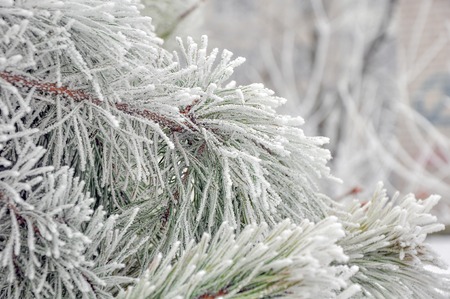 Coniferous branches covered with hoarfrost.の写真素材