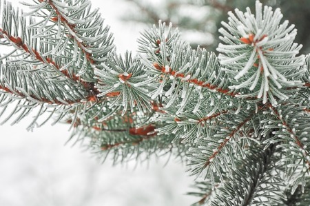the fir-tree branches covered with hoarfrost.の写真素材