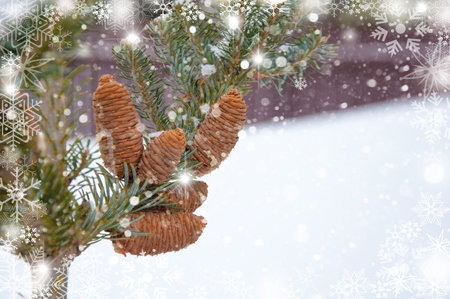 fir-tree branch with cones. winter background with snowの写真素材