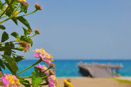 beautiful colourful flowers at a background the sea and the mooring. Blurred summer backgroundの写真素材