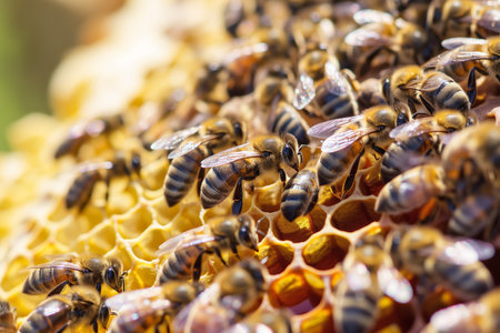a swarm of bees working on honeycombsの素材