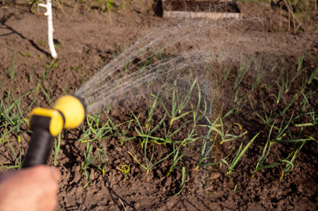 Watering the garden with a hose.の写真素材