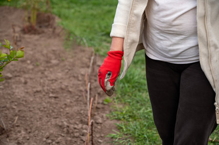 Woman in a white jacket and red gloves plants a tree in the garden, close-upの写真素材