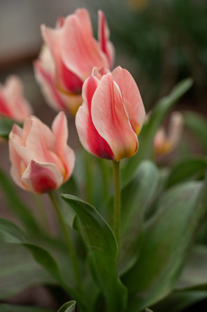 Pink tulips in the spring garden, close-upの写真素材
