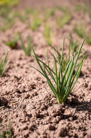 Young green onion growing in the field. Selective focus. Shallow depth of fieldの写真素材