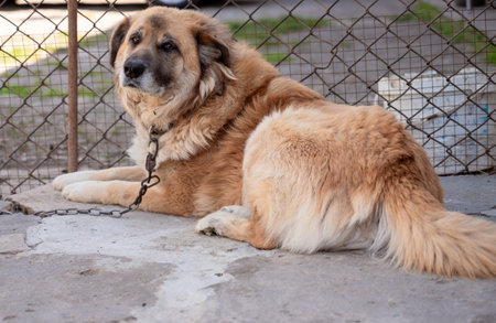 a dog on a chain lies on the ground in the doorway of a country houseの写真素材