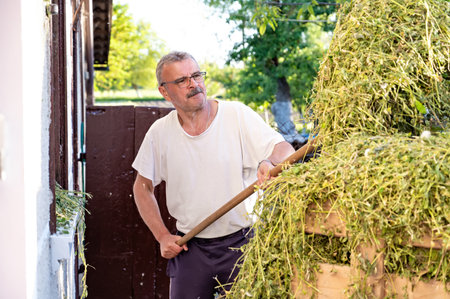 Senior man loading hay in front of his house on a sunny dayの写真素材