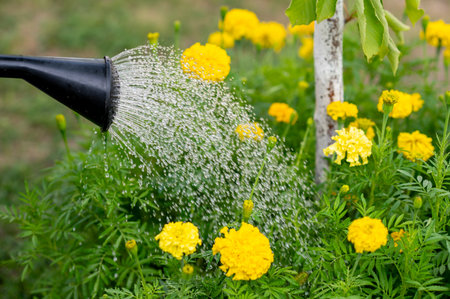 woman's hand watering plants in the garden from a watering canの写真素材