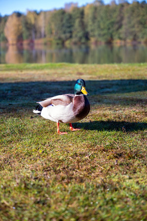 handsome male duck on green grassの写真素材
