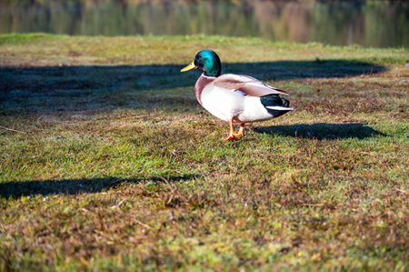 handsome male duck on green grassの写真素材