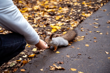 a squirrel takes a nut from a hand in an autumn park