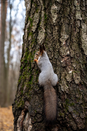 gray squirrel sitting on a tree trunk, close-up