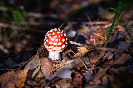 beautiful red fly agaric in the autumn forest