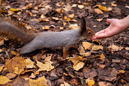 a squirrel takes a nut from a hand in an autumn parkの写真素材