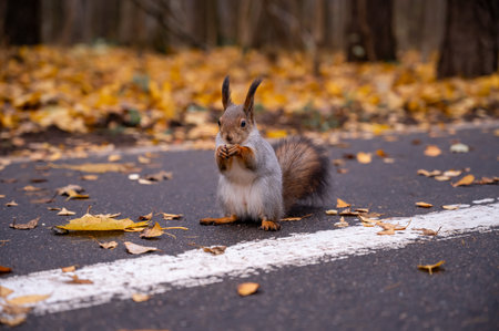 cute squirrel sits on a path in an autumn park and holds a nut in its pawsの写真素材