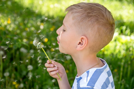 Little blond boy blowing dandelion in the park on summer dayの写真素材