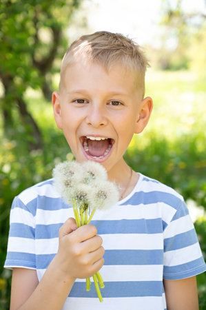 little boy looks at a bouquet of dandelions on a green meadowの写真素材