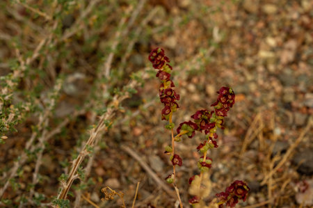 Rumex acetosella, commonly known as red sorrel, sheep's sorrel, field sorrelの写真素材