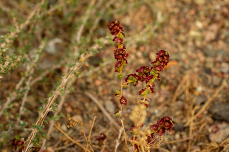 Rumex acetosella, commonly known as red sorrel, sheep's sorrel, field sorrelの写真素材