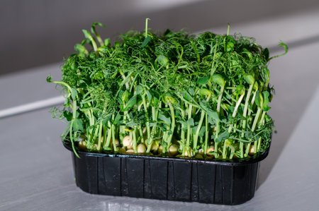 Fresh pea microgreens in a black container on a light background. Vibrant green sprouts with delicate tendrils, rich in nutrients and perfect for healthy eating and organic cookingの写真素材