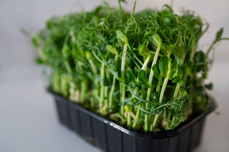 Fresh pea microgreens in a black container on a light background. Vibrant green sprouts with delicate tendrils, rich in nutrients and perfect for healthy eating and organic cookingの写真素材