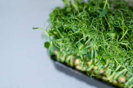 Fresh green pea microgreens in a black plastic tray on a light background. Healthy organic sprouts for salads, smoothies, and vegan meals. Macro close-upの写真素材