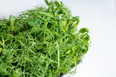 Fresh pea microgreens with dewdrops on delicate tendrils, placed on a light background. A vibrant and healthy ingredient rich in vitamins for salads, smoothies, and gourmet dishesの写真素材