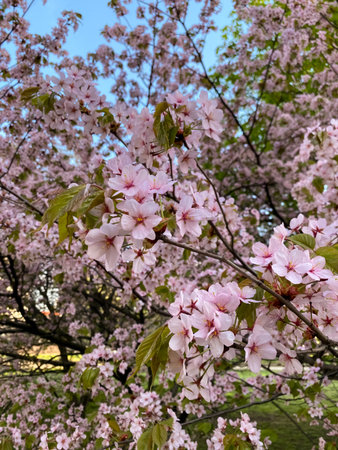 Branches of lush blooming cherry blossoms in spring, vibrant and delicate flowers symbolizing renewal and beautyの写真素材