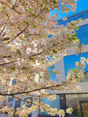 Branches of lush cherry blossoms blooming against the backdrop of a modern urban building, nature meets architectureの写真素材