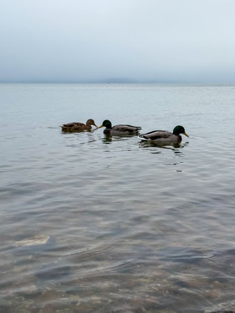 A flock of wild ducks on a calm lake, peacefully swimming and reflecting in the water, surrounded by natureの写真素材