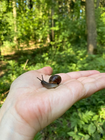 Small snail on a human palm with green blurred backgroundの写真素材