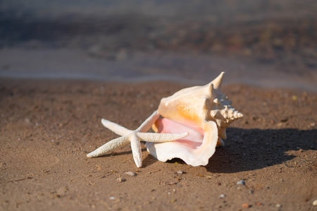 Starfish and seashell on sandy lake shore in sunlight, peaceful summer beach scene with soft waves...