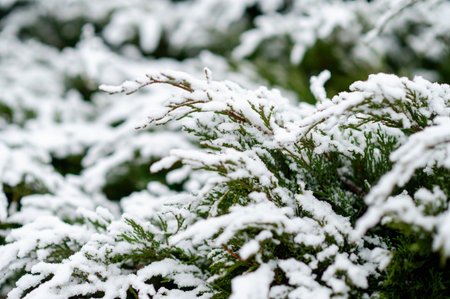 Snow-dusted evergreen branchesの写真素材